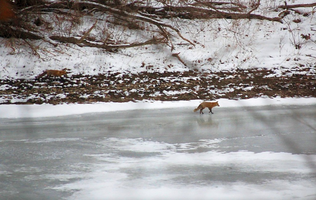 Two foxes walking across a frozen over lake, one along the shoreline.