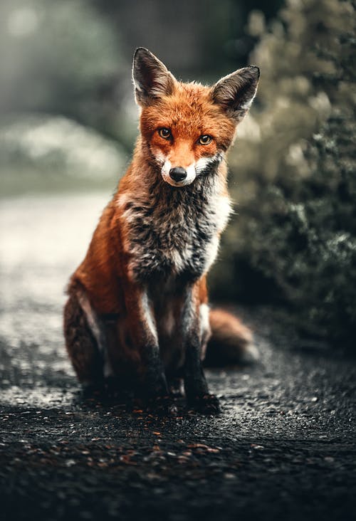A muddy fox sitting on a road in the rain.