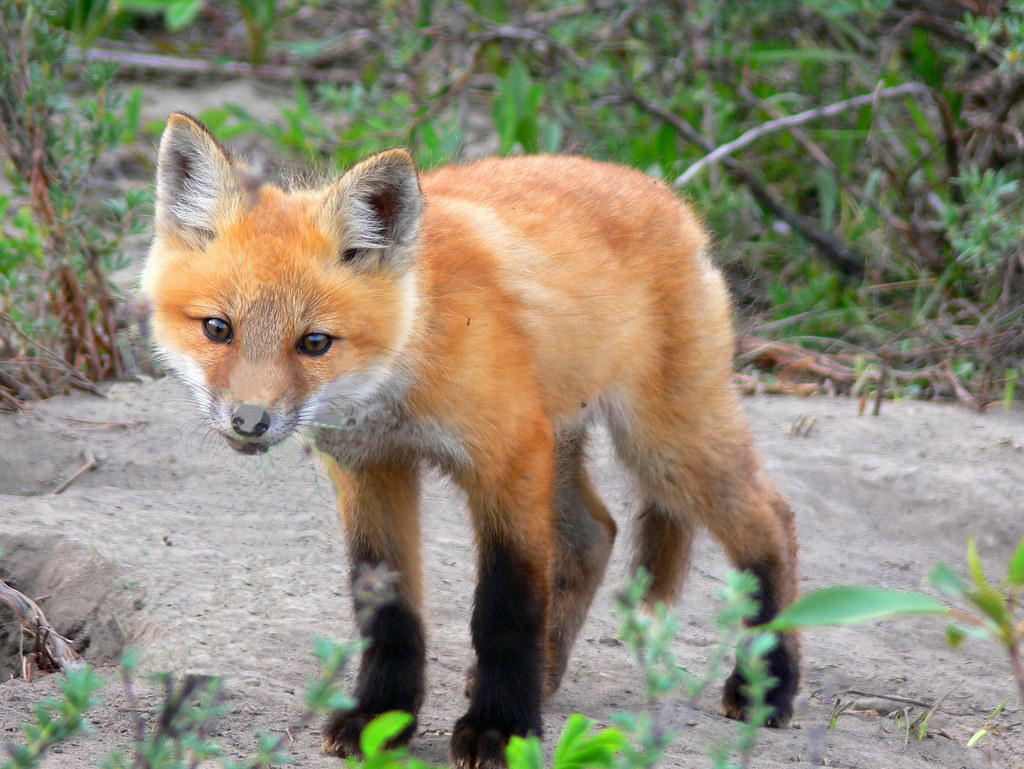 A young fox sitting on a large rock.